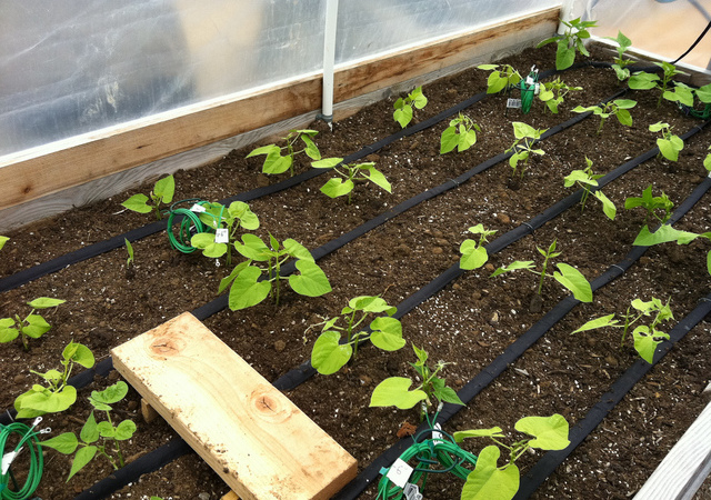 Drip Irrigation System
